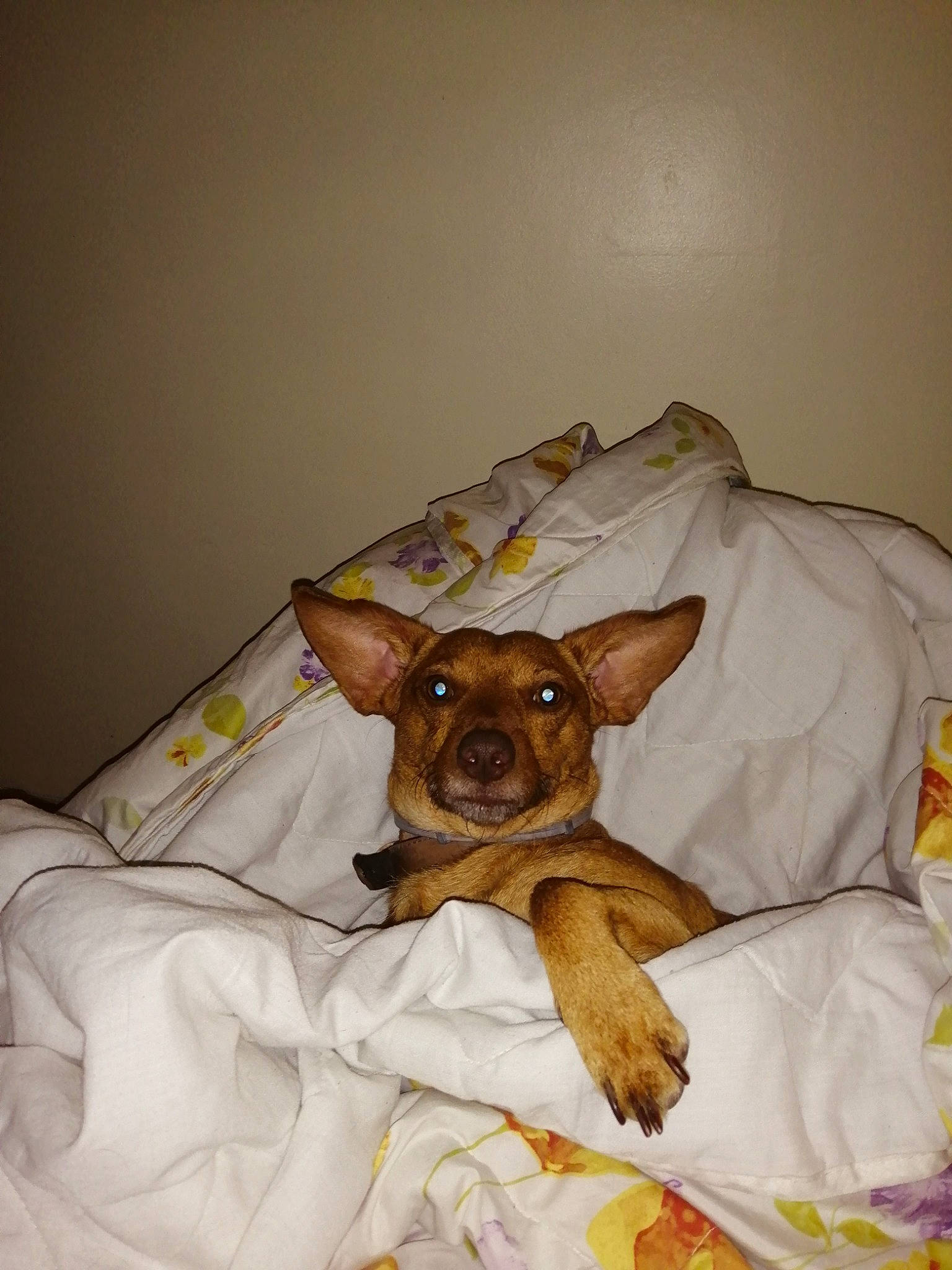 Chipo participe au concours pour gagner de l'argent avec cette photo : bed, bedding, carnivore, chihuahua, comfort, companion_dog, dog, dog_breed, dog_supply, ear, fawn, fur, hat, linens, nap, snout, sporting_group, toy_dog, whiskers, working_animal