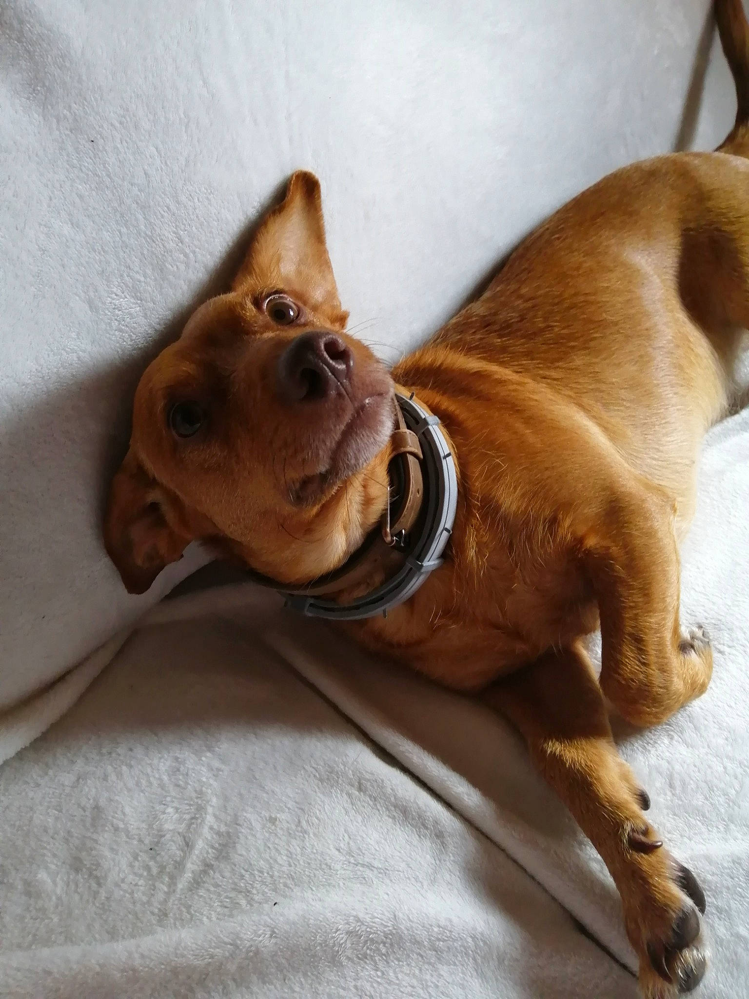 Chipo a rejoint le concours — aidez-le/la à gagner de superbes lots ! canidae, carnivore, collar, comfort, companion_dog, dog, dog_breed, dog_collar, ear, fawn, fur, liver, paw, pet_supply, snout, sporting_group, toy_dog, whiskers, wood, working_animal