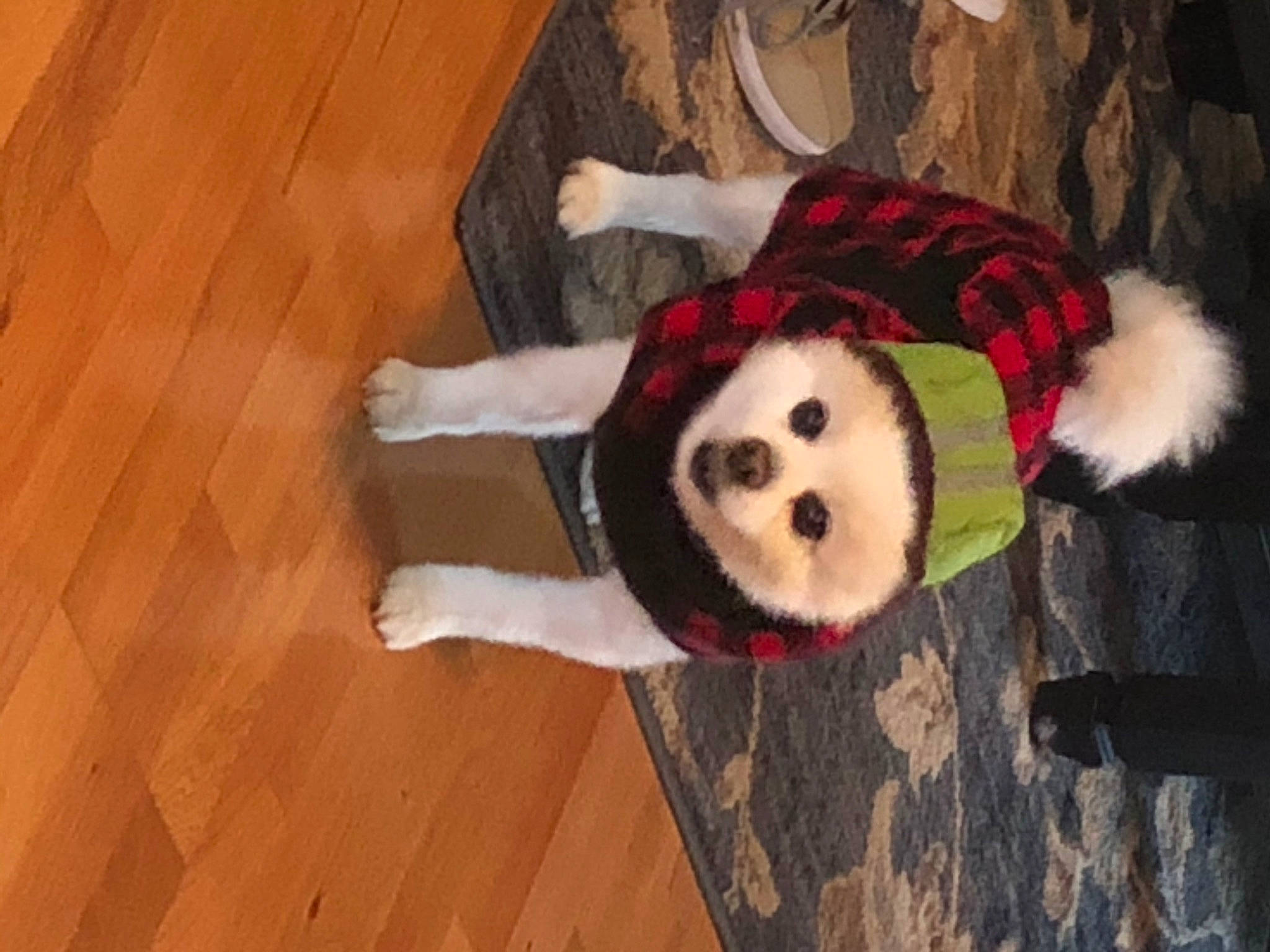 Popcorn is registered to the contest to win money with this photo: carmine, companion_dog, dog_breed, fawn, floor, flooring, fur, hardwood, laminate_flooring, natural_material, plank, plywood, stuffed_toy, tail, toy, varnish, wood, wood_flooring, wood_stain, wool