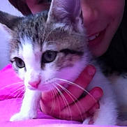 Louna participe au concours pour gagner de l'argent avec cette photo : cat, kitten, person, hand, face, close_up, tabby, white_fur, whiskers, pink, smile, indoor, pet, cute, animal, fur, holding, young, portrait, cozy