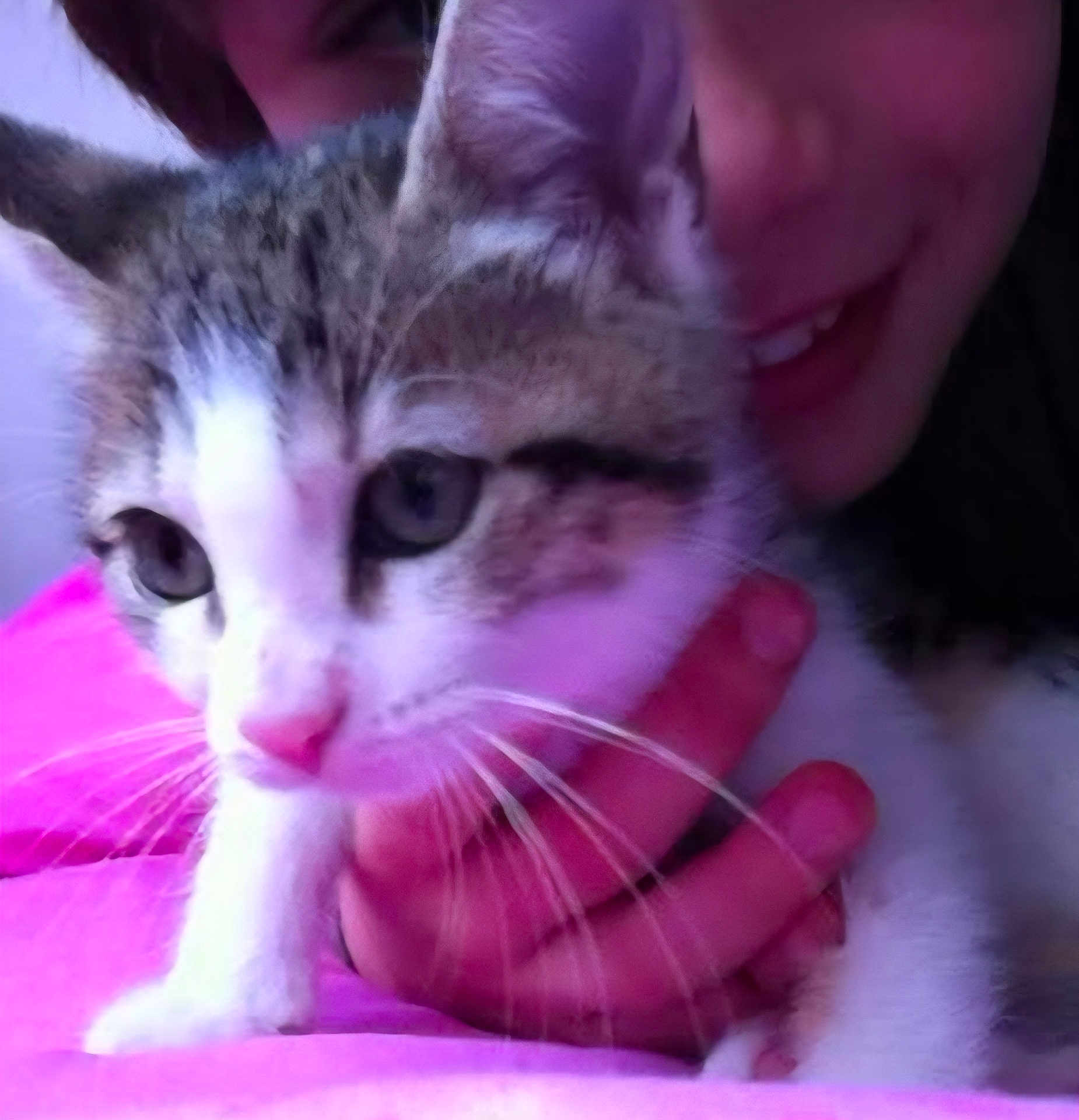 Louna participe au concours pour gagner de l'argent avec cette photo : cat, kitten, person, hand, face, close_up, tabby, white_fur, whiskers, pink, smile, indoor, pet, cute, animal, fur, holding, young, portrait, cozy