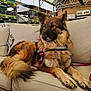 Riley joined the competition — help win amazing prizes! dog, german_shepherd, couch, indoor, pet, furniture, sitting, fur, animal, store, shelf, cushions, leash, harness, relaxed, brown, beige, retail, home_decor, alert