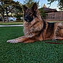 Riley joined the competition — help win amazing prizes! dog, german_shepherd, grass, outdoor, pet, animal, leash, fence, tree, sky, house, suburb, canine, fur, nature, daylight, ears, muzzle, portrait, relaxed
