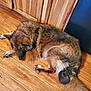 dog, kitten, sleeping, wooden_floor, cozy, indoor, pet, animal, fur, brown, gray, cute, snuggling, resting, companion, home, relaxation, tail, mammal, peaceful