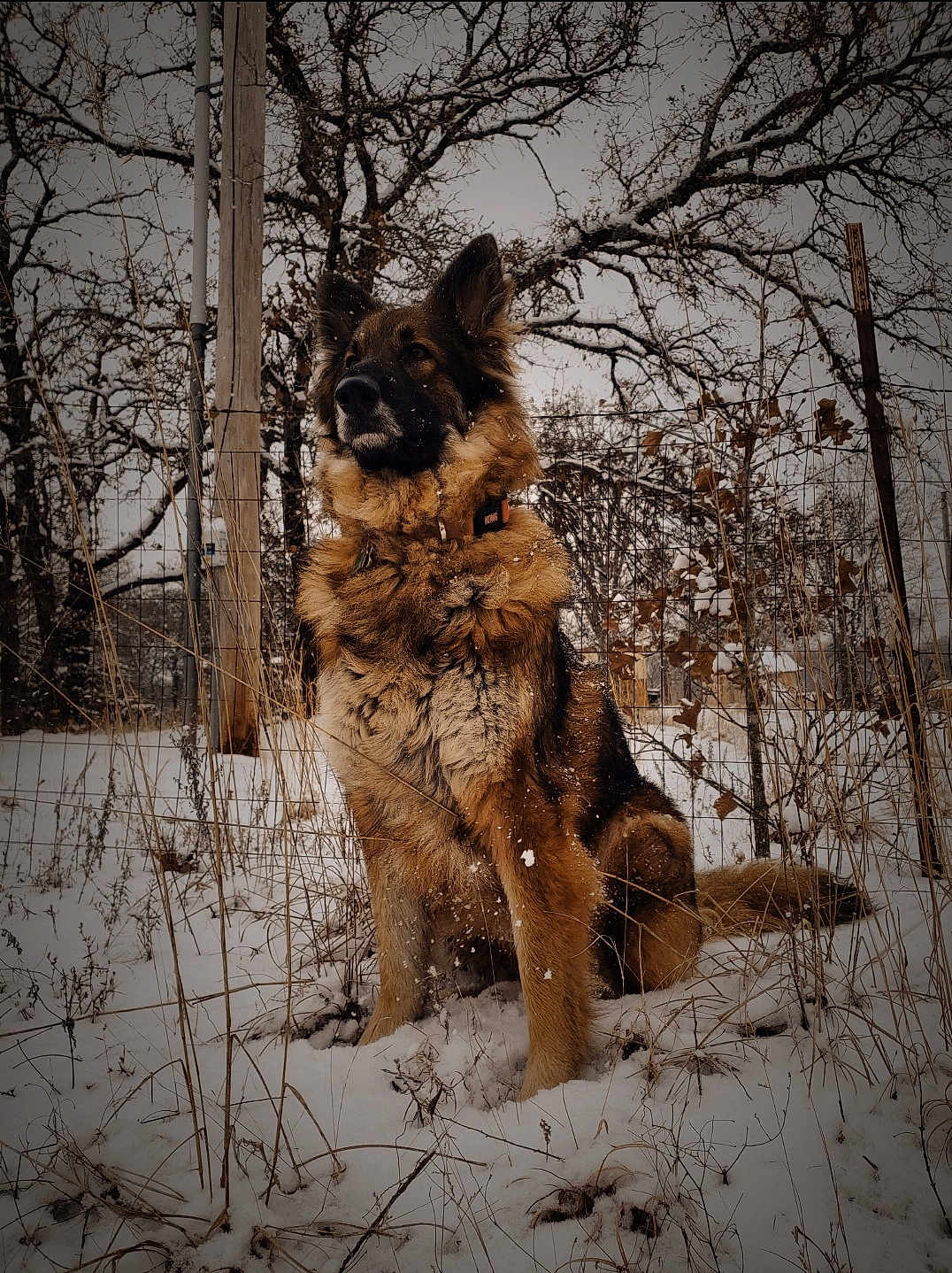 Riley is registered to the contest to win money with this photo: dog, german_shepherd, snow, winter, outdoor, animal, fur, nature, field, trees, fence, cold, snowflakes, sitting, canine, pet, wildlife, majestic, guard, landscape