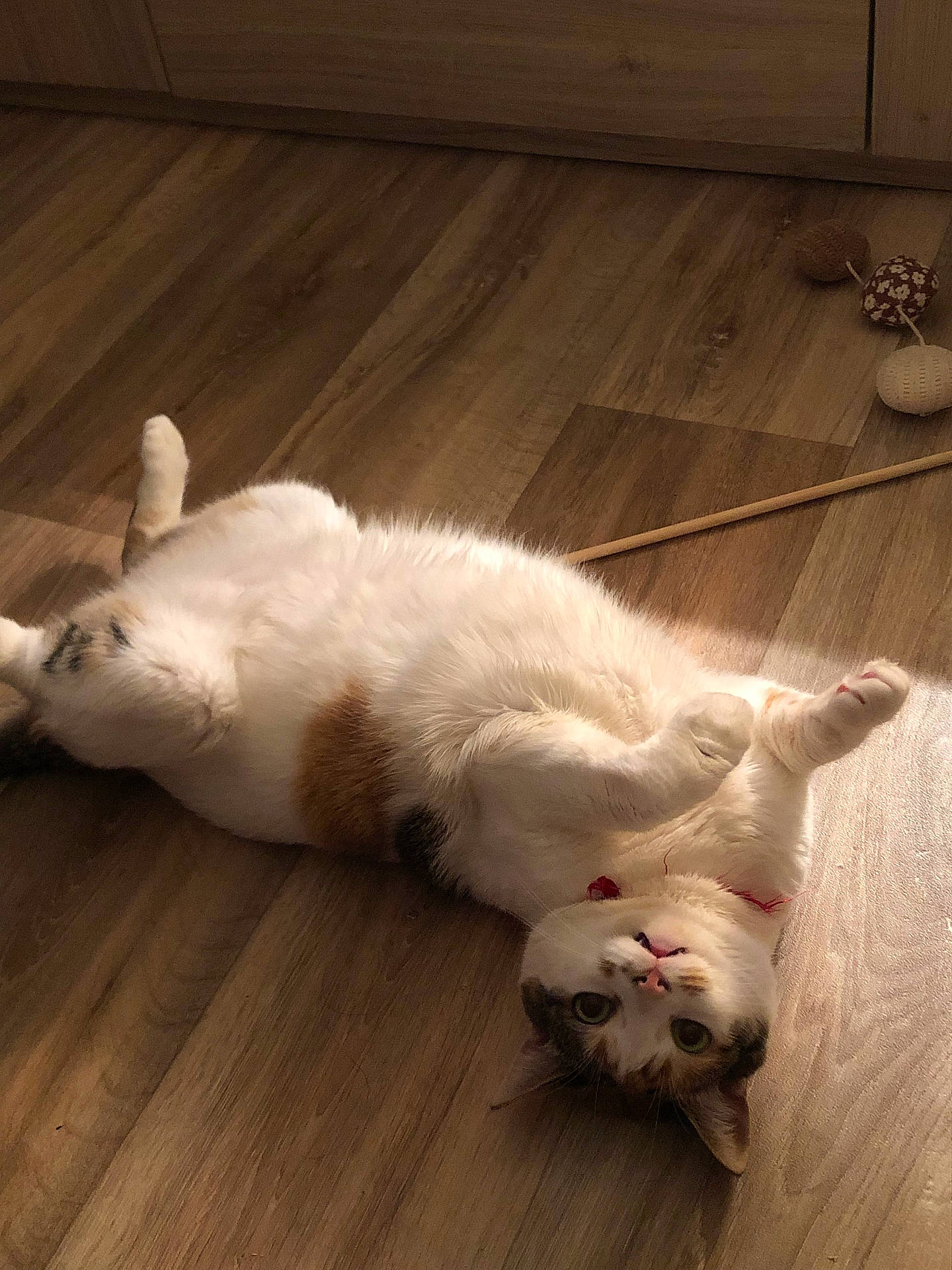 Roxie a rejoint le concours — aidez-le/la à gagner de superbes lots ! accessories, animal, architecture, building, cat, furniture, hardwood, indoors, interiordesign, kitten, livingroom, manx, person, pet, plywood, room, sleeping, stainedwood, strap, wood