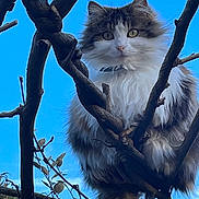 Plume a rejoint le concours — aidez-le/la à gagner de superbes lots ! cat, fluffy, tree, branches, outdoor, sky, animal, pet, nature, wildlife, fur, whiskers, eyes, climbing, perched, daylight, blue_sky, majestic, cute, alert