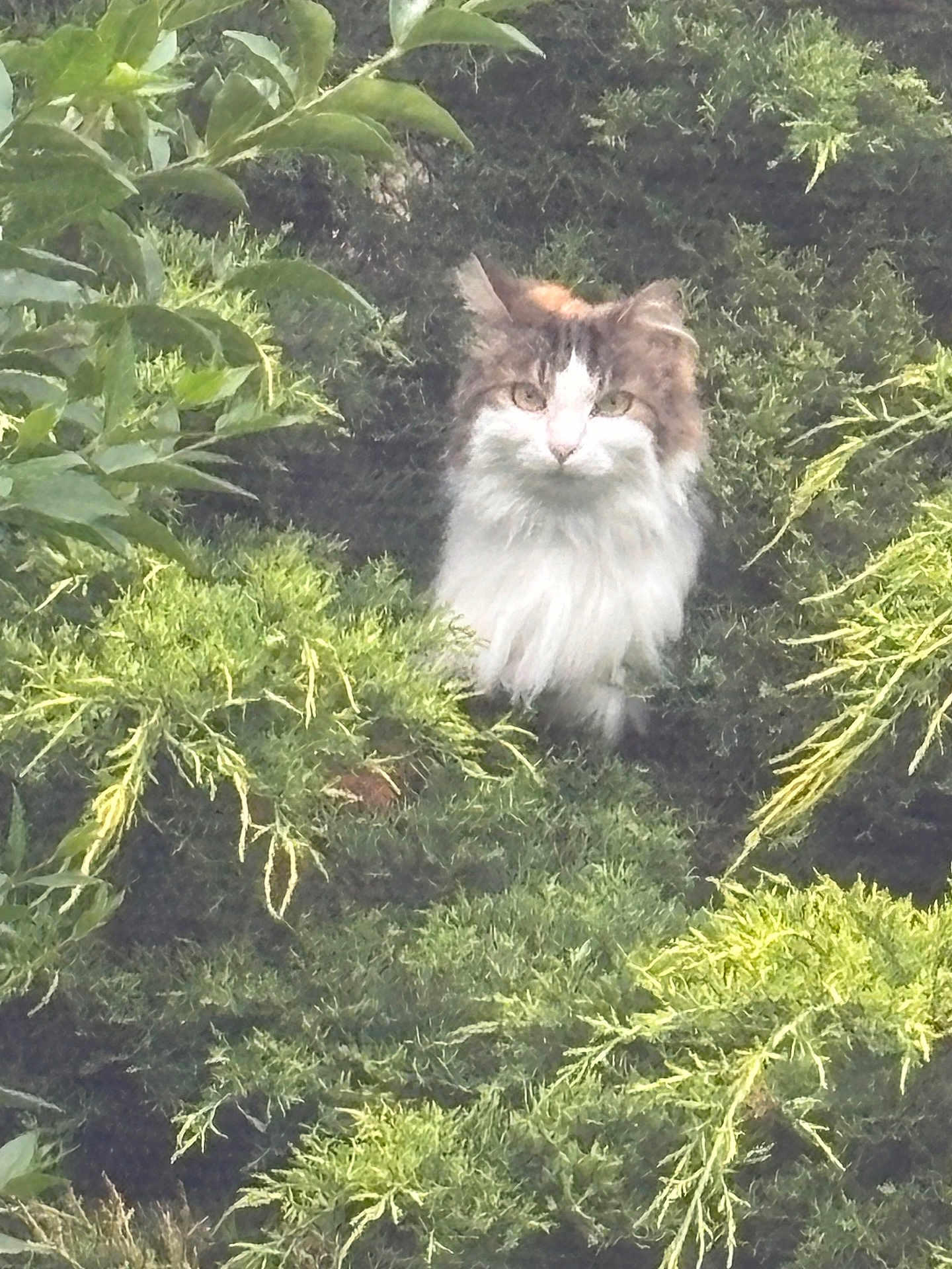Plume participe au concours pour gagner de l'argent avec cette photo : cat, fluffy, bush, greenery, outdoor, nature, animal, pet, fur, wildlife, camouflage, leaf, plant, forest, cute, mammal, whiskers, tree, eyes, face