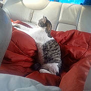 Lilly joined the competition — help win amazing prizes! animal, blanket, car_interior, car_seat, cat, cozy, feline, fur, indoor, leisure, pet, red_blanket, relaxed, resting, side_view, stretching, sunlight, tabby_cat, white_cat, window