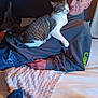 Lilly is registered to the contest to win money with this photo: blanket, casual_clothing, cat, comfort, couch, furniture, hand, home, hoodie, indoor, jeans, man, person, pet, relaxing, resting, seated, tabby_cat, text_on_clothing, white_cat