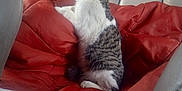 Lilly joined the competition — help win amazing prizes! animal, blanket, calm, car_interior, cat, cozy, curious, domestic_animal, feline, indoor, leather_seat, looking_out, pet, red_blanket, resting, side_view, sitting, striped_fur, tabby_cat, window