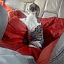 animal, blanket, calm, car_interior, cat, cozy, curious, domestic_animal, feline, indoor, leather_seat, looking_out, pet, red_blanket, resting, side_view, sitting, striped_fur, tabby_cat, window