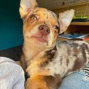 Charlie joined the competition — help win amazing prizes! puppy, dog, merle, closeup, pet, indoor, sunlight, lap, fur, ears, snout, expression, relaxed, cozy, cage, books, clothing, jeans, sitting, animal
