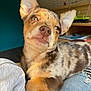 puppy, dog, merle, closeup, pet, indoor, sunlight, lap, fur, ears, snout, expression, relaxed, cozy, cage, books, clothing, jeans, sitting, animal