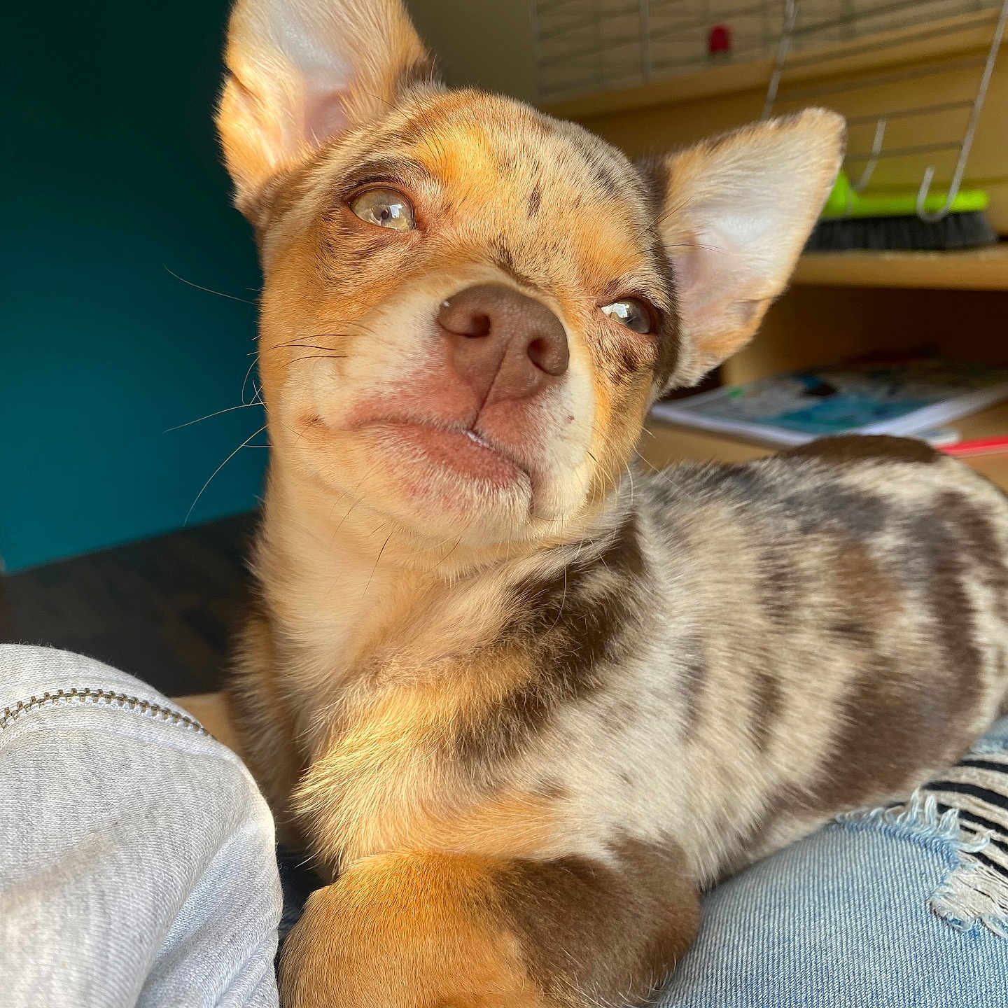 Charlie joined the competition — help win amazing prizes! animal, books, cage, closeup, clothing, cozy, dog, ears, expression, fur, indoor, jeans, lap, merle, pet, puppy, relaxed, sitting, snout, sunlight