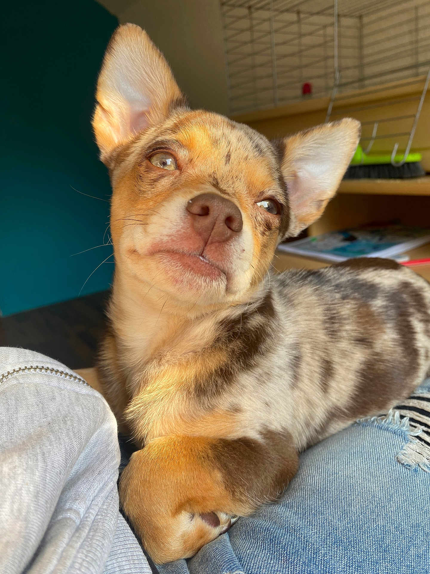 Charlie joined the competition — help win amazing prizes! puppy, dog, merle, closeup, pet, indoor, sunlight, lap, fur, ears, snout, expression, relaxed, cozy, cage, books, clothing, jeans, sitting, animal