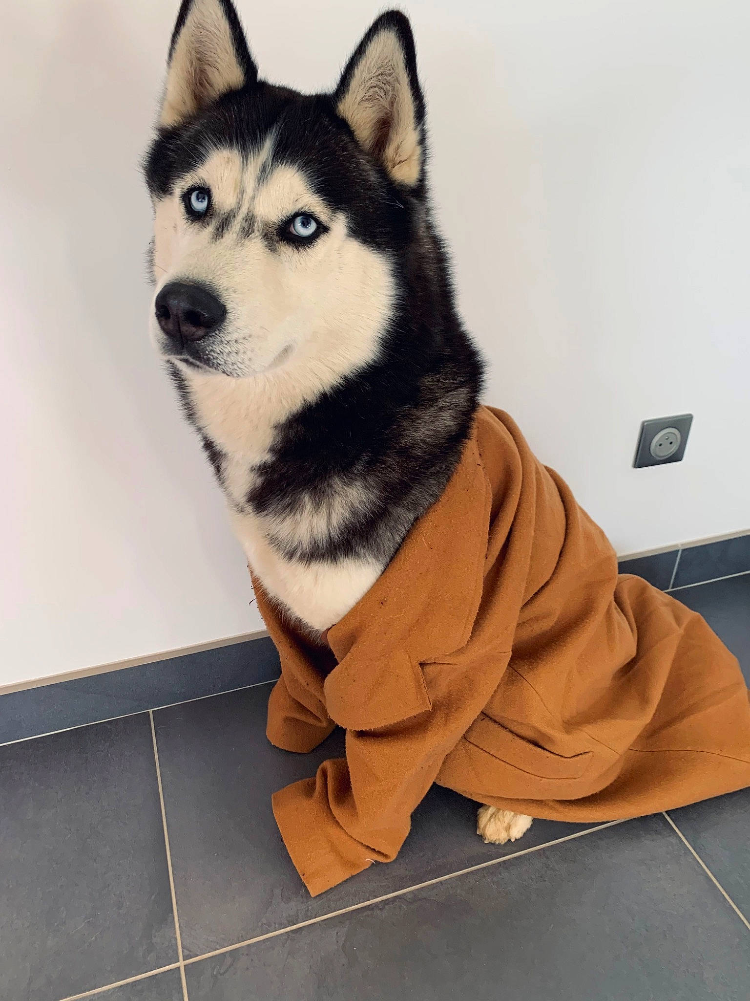 Power participe au concours pour gagner de l'argent avec cette photo : art, canidae, canis, carnivore, companion_dog, dog, dog_breed, felidae, flooring, fur, sitting, sled_dog, snout, tail, terrestrial_animal, tree, whiskers, window, wolf, working_animal