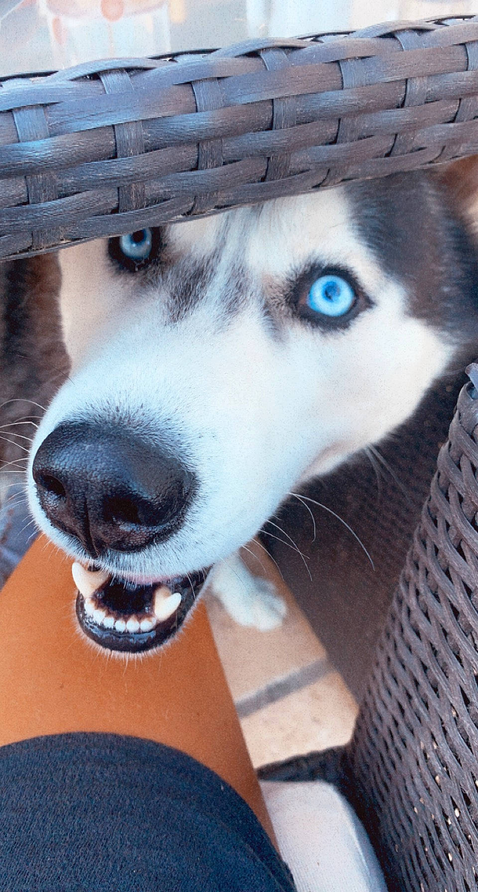 Power a rejoint le concours — aidez-le/la à gagner de superbes lots ! canidae, carnivore, companion_dog, dog, dog_breed, eye, foot, fur, jaw, paw, peripheral, siberian_husky, sled_dog, snout, sporting_group, terrestrial_animal, whiskers, wood, working_animal, working_dog