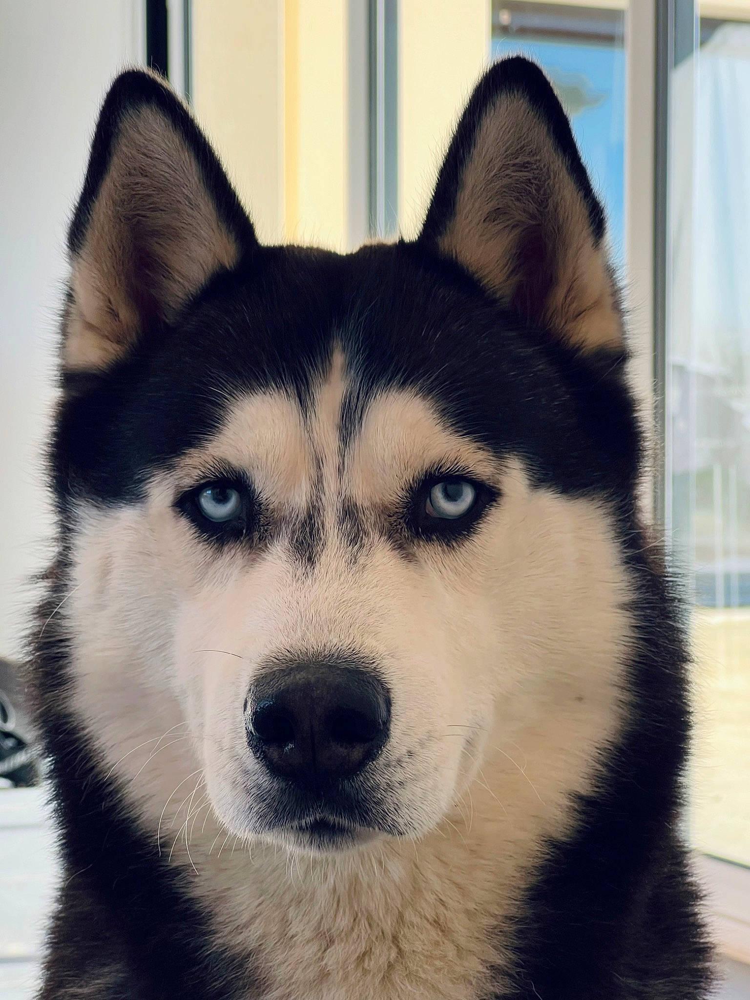 Power a rejoint le concours — aidez-le/la à gagner de superbes lots ! canis, carnivore, companion_dog, dog, dog_breed, eye, fur, grey, head, iris, jaw, mammal, sled_dog, snout, sporting_group, terrestrial_animal, vertebrate, whiskers, wolf, working_animal