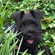 Ash joined the competition — help win amazing prizes! puppy, dog, black_dog, shaggy, fluffy, happy, tongue_out, portrait, close_up, outdoor, garden, plants, greenery, leaves, grass, flowers, nature, pet, playful, animal