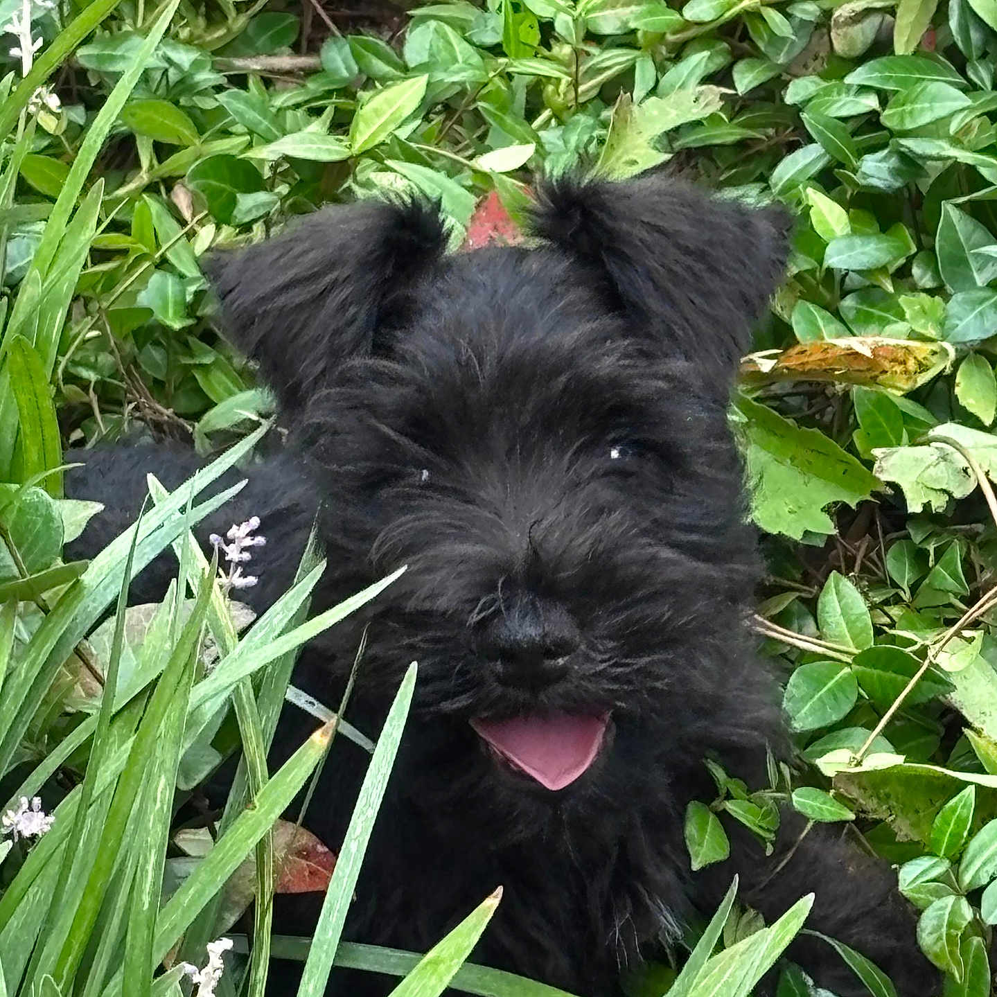 Ash joined the competition — help win amazing prizes! puppy, dog, black_dog, shaggy, fluffy, happy, tongue_out, portrait, close_up, outdoor, garden, plants, greenery, leaves, grass, flowers, nature, pet, playful, animal