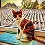 Poupette participe au concours pour gagner de l'argent avec cette photo : cat, calico, towel, window, sunset, rooftop, indoor, pet, animal, fur, whiskers, curious, sitting, tile_floor, natural_light, tree, sky, clouds, orange, white