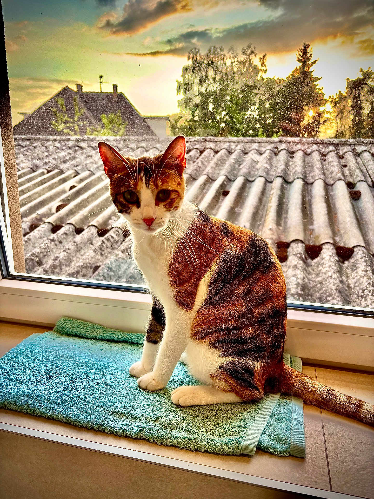 Poupette participe au concours pour gagner de l'argent avec cette photo : cat, calico, towel, window, sunset, rooftop, indoor, pet, animal, fur, whiskers, curious, sitting, tile_floor, natural_light, tree, sky, clouds, orange, white