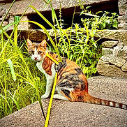 Poupette participe au concours pour gagner de l'argent avec cette photo : cat, calico_cat, leash, harness, grass, plants, stone, stone_wall, outdoor, nature, animal, pet, feline, curious, sitting, greenery, closeup, daylight, eyes, whiskers