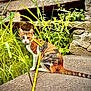cat, calico_cat, leash, harness, grass, plants, stone, stone_wall, outdoor, nature, animal, pet, feline, curious, sitting, greenery, closeup, daylight, eyes, whiskers