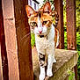 Poupette a rejoint le concours — aidez-le/la à gagner de superbes lots ! cat, calico, animal, pet, outdoor, wood, stone, greenery, nature, whiskers, collar, curious, feline, closeup, portrait, eyes, paw, standing, daylight, garden