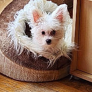 Piggy a rejoint le concours — aidez-le/la à gagner de superbes lots ! animal, companion, cozy, curious, cute, dog, ears, fluffy, fur, furniture, home, indoor, paw, pet_bed, relaxed, resting, small_dog, snuggled, white_dog, wooden_floor