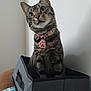 Missy Misbehaving is registered to the contest to win money with this photo: animal, box, cat, collar, curious, cute, domestic, ears, fabric, feline, household, indoor, looking_up, pet, portrait, sitting, striped, tabby, tag, whiskers
