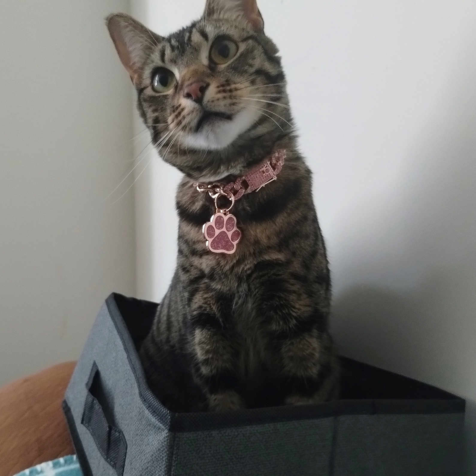 Missy Misbehaving is registered to the contest to win money with this photo: animal, box, cat, collar, curious, cute, domestic, ears, fabric, feline, household, indoor, looking_up, pet, portrait, sitting, striped, tabby, tag, whiskers