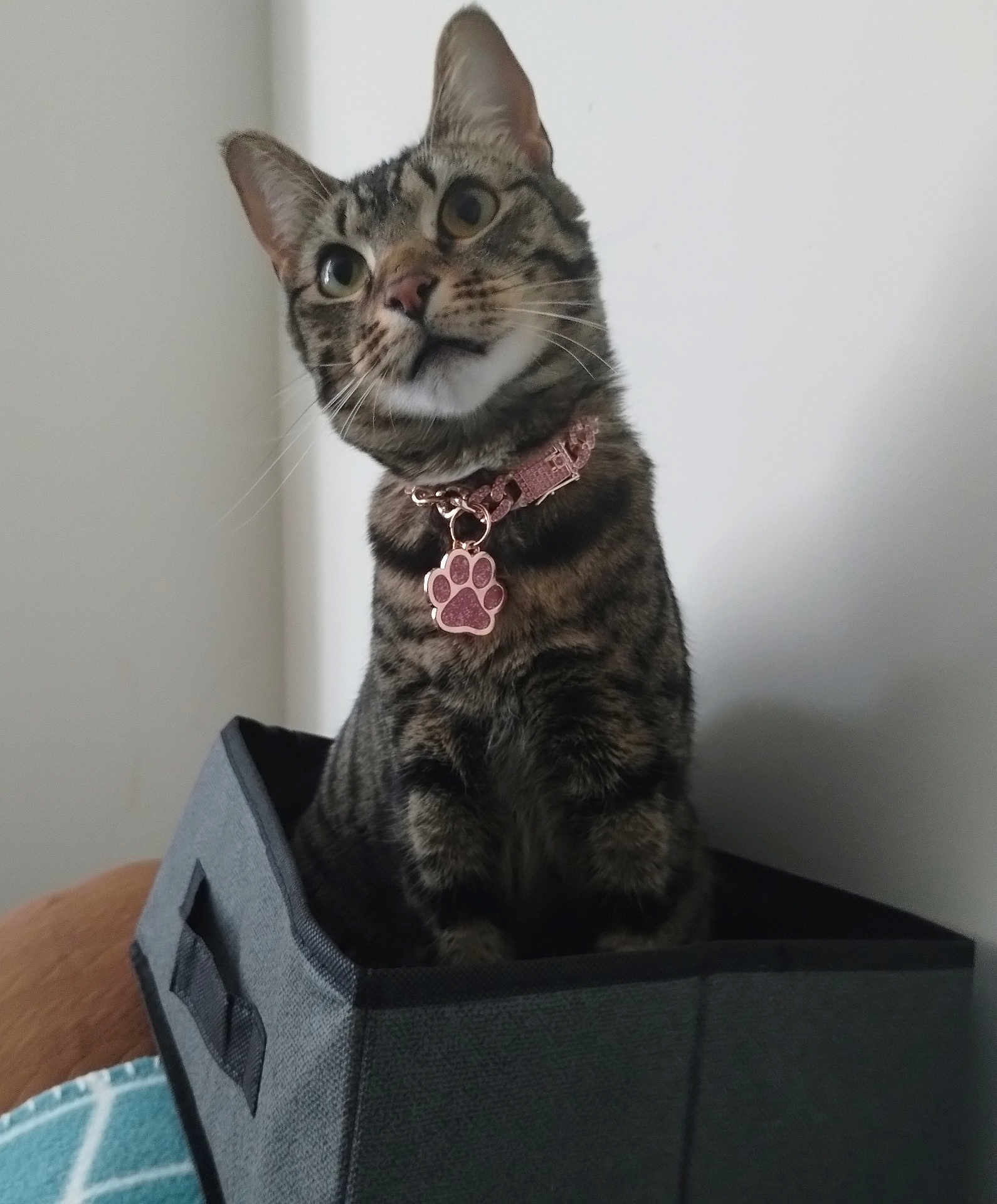 Missy Misbehaving is registered to the contest to win money with this photo: animal, box, cat, collar, curious, cute, domestic, ears, fabric, feline, household, indoor, looking_up, pet, portrait, sitting, striped, tabby, tag, whiskers