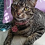 Missy Misbehaving is registered to the contest to win money with this photo: animal, blue_pillow, cat, close_up, collar, comfort, cute, domestic_animal, feline, fur, indoor, laying, paw_tag, pet, pillow, portrait, purple_pillow, relaxed, tabby_cat, whiskers
