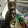 blinds, cat, collar, curious, decorations, feline, flowers, green_eyes, indoor, paw_print, pet, ribbons, shadow, sitting, striped_fur, sunlight, tabby_cat, whiskers, window, windowsill