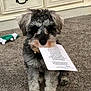 Maize is registered to the contest to win money with this photo: dog, puppy, carpet, paper, indoor, furniture, toy, curious, pet, animal, gray, white, cute, small, sitting, fur, cabinet, home, floor, playful