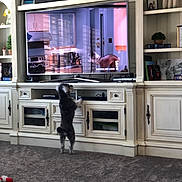 Maize is registered to the contest to win money with this photo: dog, television, living_room, carpet, cabinet, bookshelf, book, photo_frame, decor, toy, small_dog, standing, pet, indoor, furniture, curious, screen, electronic_device, wood, home