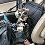 Maize is registered to the contest to win money with this photo: puppy, dog, pet_carrier, car_seat, seatbelt, black_mesh, fur, collar, tag, window, interior, vehicle, leash, resting, cute, small_dog, seatbelt_buckle, fabric, seat, car_door