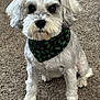 Lottie joined the competition — help win amazing prizes! animal, attentive, bandana, carpet, companion, cute, cute_pet, dog, domestic_animal, fluffy, holiday_bandana, holly_pattern, indoor, looking_at_camera, pet, portrait, sitting, small_dog, well_groomed, white_fur