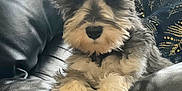 Lottie is registered to the contest to win money with this photo: animal, black, comfort, companion, couch, cute, dog, ears, fur, gray, hand, home, indoor, leather, paw, person, pet, puppy, relaxed, white