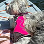 Lottie joined the competition — help win amazing prizes! adventure, animal, closeup, companions, dog, furry, kayak, life_jacket, nature, outdoor, pet, recreation, relaxation, resting, sport, summer, sunny, two_dogs, vibrant, water