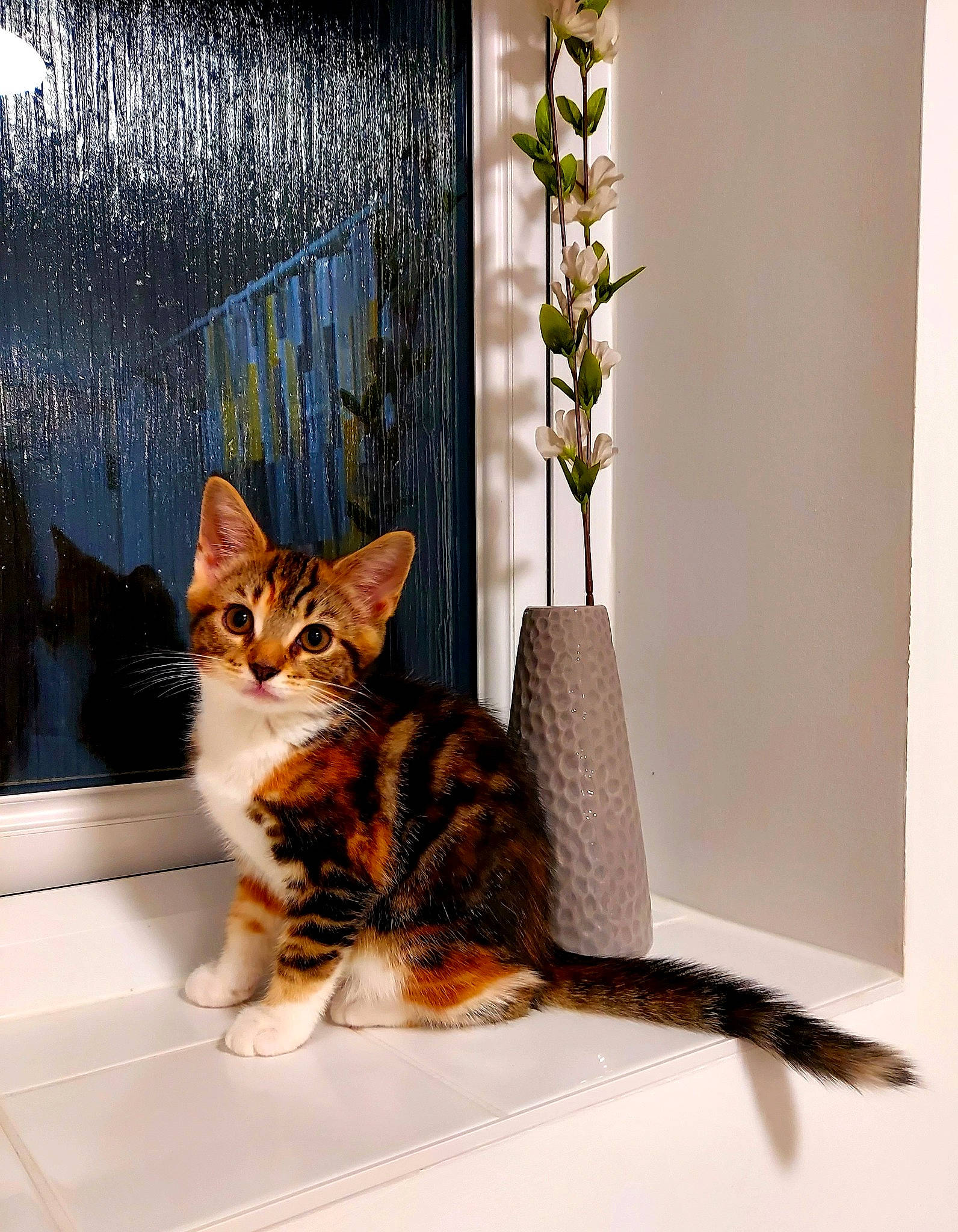 Deedee is registered to the contest to win money with this photo: american_shorthair, american_wirehair, asian, bengal, carnivore, cat, domestic_short_haired_cat, dragon_li, european_shorthair, felidae, fur, kitten, maine_coon, plant, room, small_to_medium_sized_cats, tabby_cat, toyger, whiskers, window