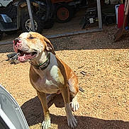 Boss joined the competition — help win amazing prizes! dog, animal, outdoor, sunlight, gravel, vehicle, atv, collar, pet, smiling, happy, tool, shed, shadow, nature, daylight, brown, white, sitting, canine