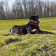 Swan participe au concours pour gagner de l'argent avec cette photo : dog, rottweiler, grass, outdoor, sunny, animal, pet, tongue_out, nature, field, trees, canine, mammal, lying_down, daytime, happy, landscape, forest, summer, relaxing