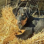 Swan participe au concours pour gagner de l'argent avec cette photo : puppy, dog, straw, outdoor, animal, young, resting, sunlight, brown, black, fur, ears, snout, nature, farm, relaxed, cute, pet, grass, daylight