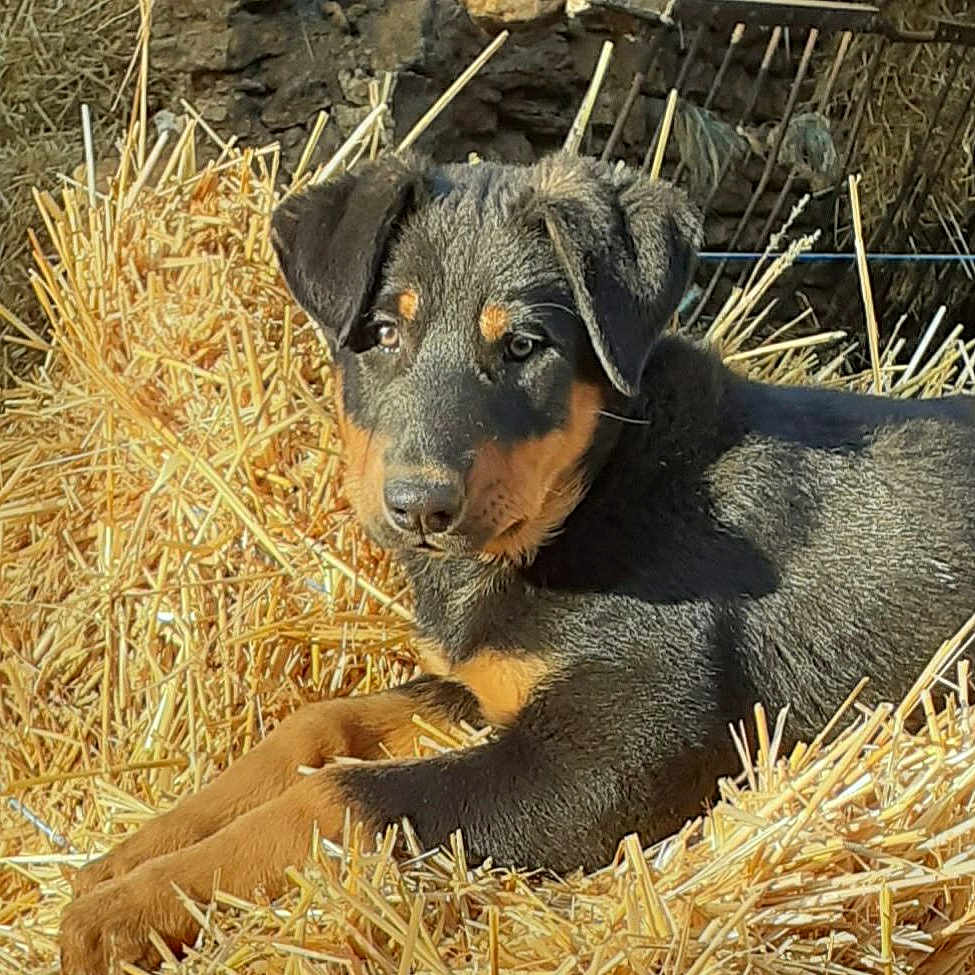 Swan participe au concours pour gagner de l'argent avec cette photo : animal, black, brown, cute, daylight, dog, ears, farm, fur, grass, nature, outdoor, pet, puppy, relaxed, resting, snout, straw, sunlight, young