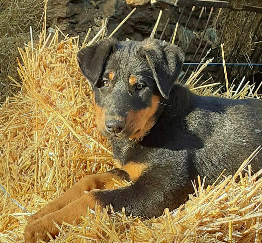 Swan participe au concours pour gagner de l'argent avec cette photo : puppy, dog, straw, outdoor, animal, young, resting, sunlight, brown, black, fur, ears, snout, nature, farm, relaxed, cute, pet, grass, daylight