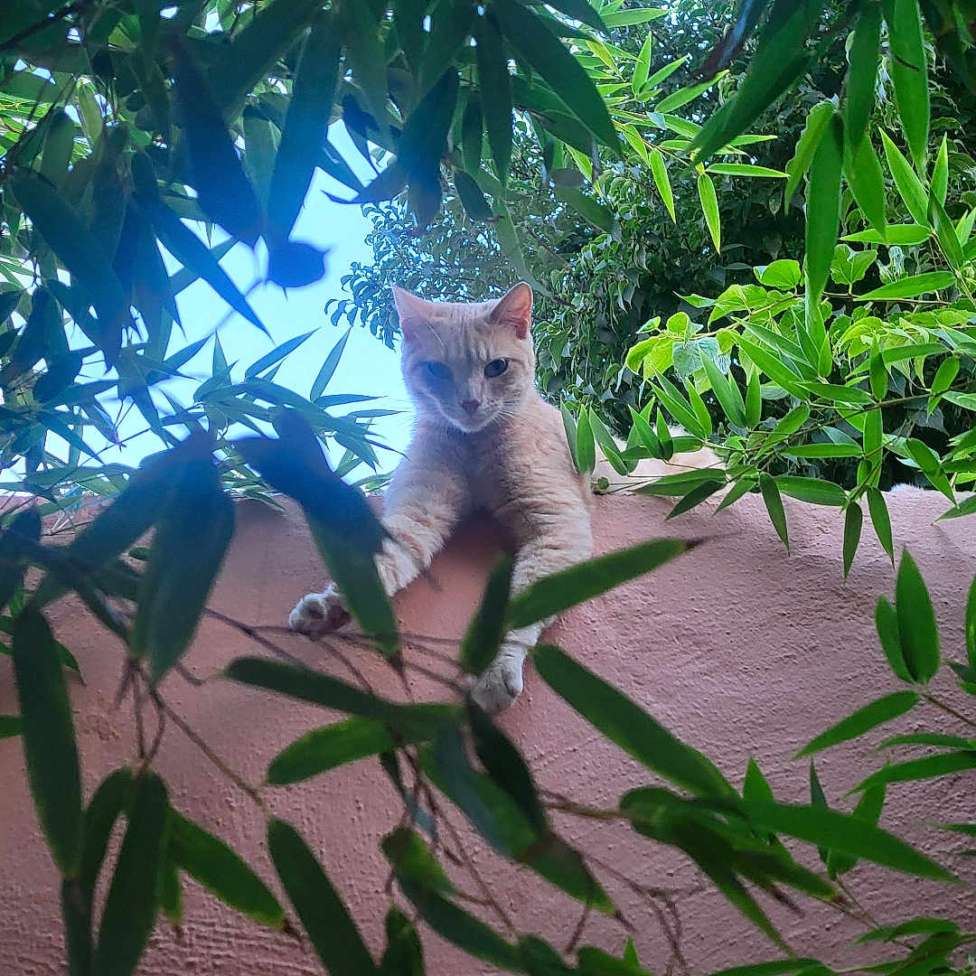 Alba a rejoint le concours — aidez-le/la à gagner de superbes lots ! animal, branch, cat, curious, cute, daylight, ears, feline, greenery, leaves, looking_down, mammal, nature, outdoor, pet, pink_wall, plant, tree, wall, whiskers
