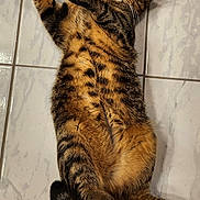 Kovu is registered to the contest to win money with this photo: cat, tabby, pet, animal, feline, lying_down, floor, tile, cute, fur, whiskers, paw, tail, looking, domestic, relaxed, indoor, striped, playful, resting